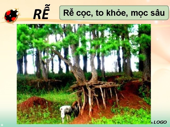 RỄ Rễ cọc, to khỏe, mọc sâu www. themegallery. com LOGO 