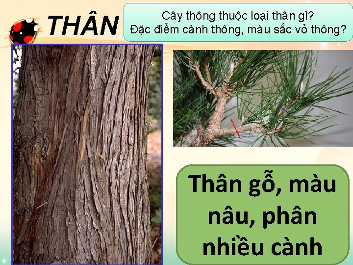 TH N Cây thông thuộc loại thân gì? Đặc điểm cành thông, màu sắc