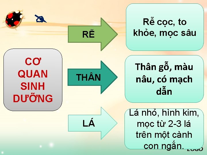  RỄ CƠ QUAN SINH DƯỠNG TH N LÁ Rễ cọc, to khỏe, mọc