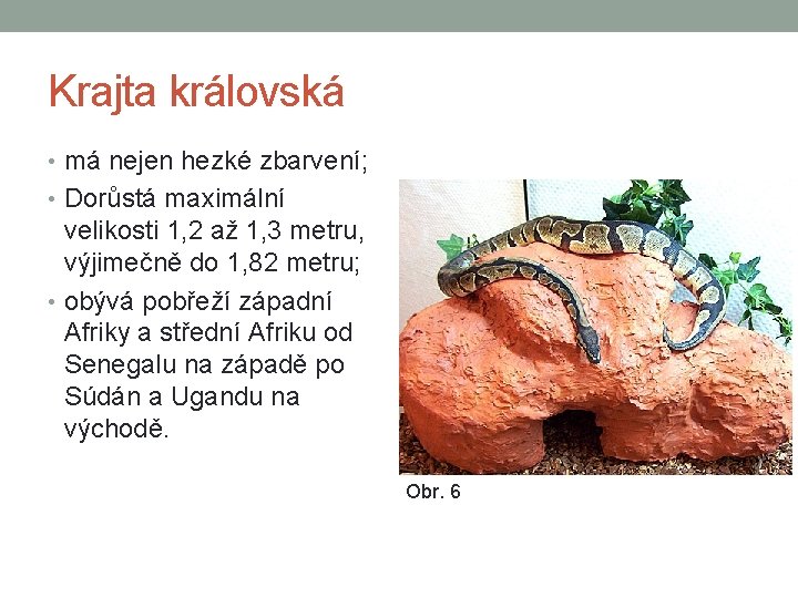 Krajta královská • má nejen hezké zbarvení; • Dorůstá maximální velikosti 1, 2 až