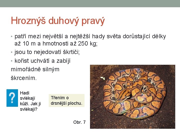 Hroznýš duhový pravý • patří mezi největší a nejtěžší hady světa dorůstající délky až