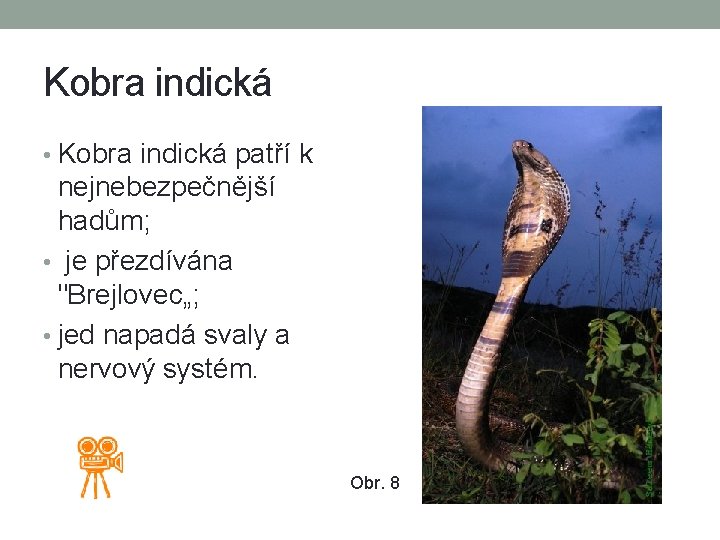 Kobra indická • Kobra indická patří k nejnebezpečnější hadům; • je přezdívána "Brejlovec„; •