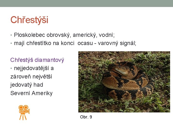 Chřestýši • Ploskolebec obrovský, americký, vodní; • mají chřestítko na konci ocasu - varovný