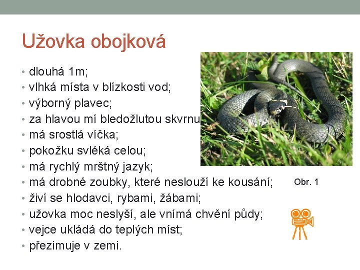 Užovka obojková • dlouhá 1 m; • vlhká místa v blízkosti vod; • výborný