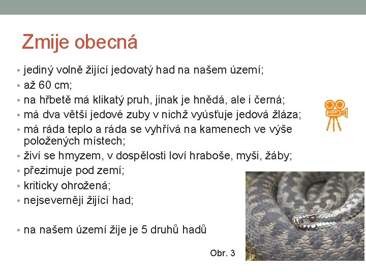 Zmije obecná • jediný volně žijící jedovatý had na našem území; • až 60