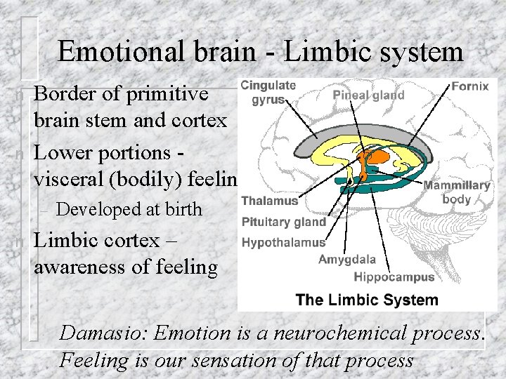 Emotional brain - Limbic system n n Border of primitive brain stem and cortex