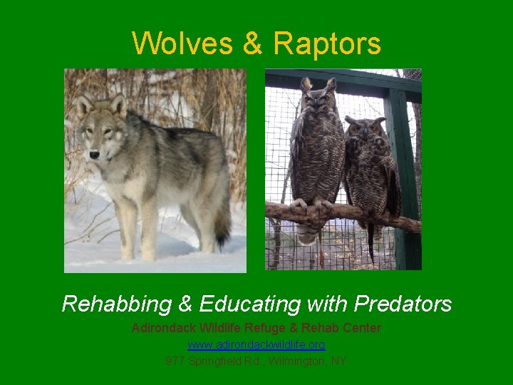 Wolves & Raptors Rehabbing & Educating with Predators Adirondack Wildlife Refuge & Rehab Center