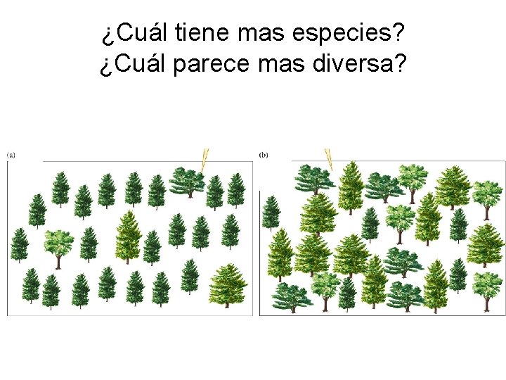 ¿Cuál tiene mas especies? ¿Cuál parece mas diversa? 