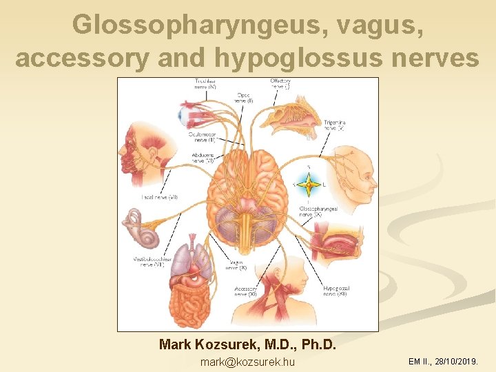 Glossopharyngeus, vagus, accessory and hypoglossus nerves Mark Kozsurek, M. D. , Ph. D. mark@kozsurek.