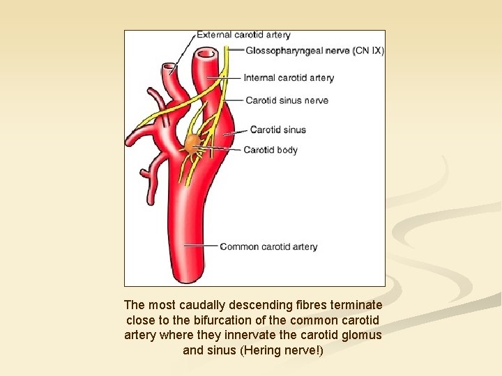 The most caudally descending fibres terminate close to the bifurcation of the common carotid