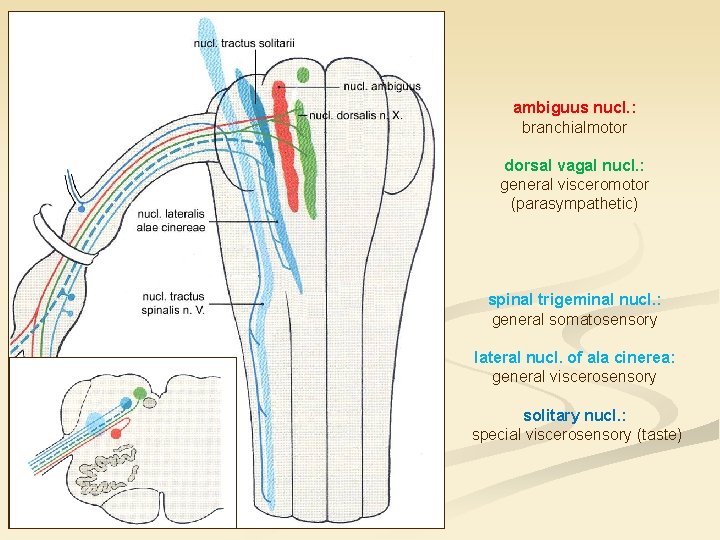 ambiguus nucl. : branchialmotor dorsal vagal nucl. : general visceromotor (parasympathetic) spinal trigeminal nucl.
