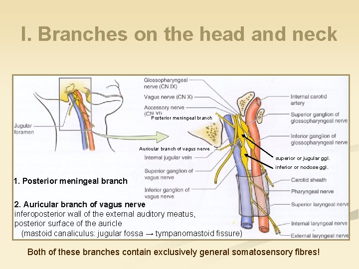 I. Branches on the head and neck Posterior meningeal branch Auricular branch of vagus