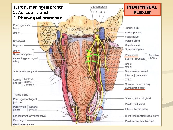 1. Post. meningeal branch 2. Auricular branch 3. Pharyngeal branches PHARYNGEAL PLEXUS 