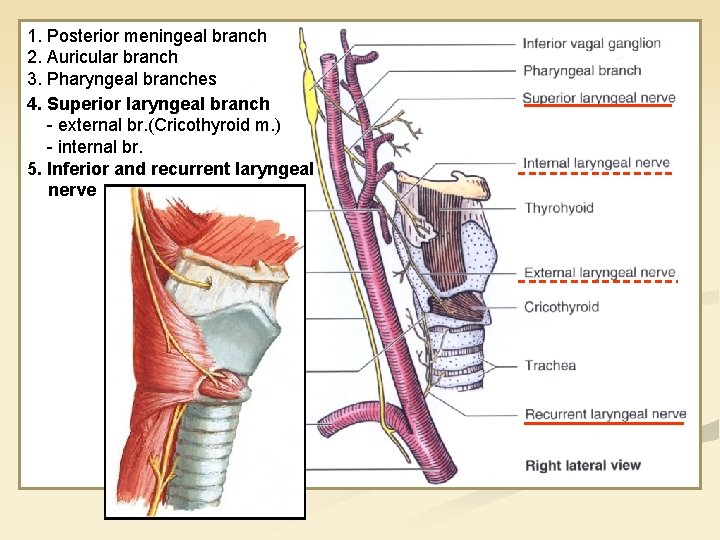 1. Posterior meningeal branch 2. Auricular branch 3. Pharyngeal branches 4. Superior laryngeal branch