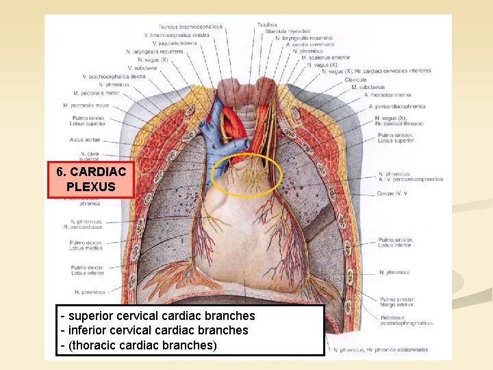 6. CARDIAC PLEXUS - superior cervical cardiac branches - inferior cervical cardiac branches -