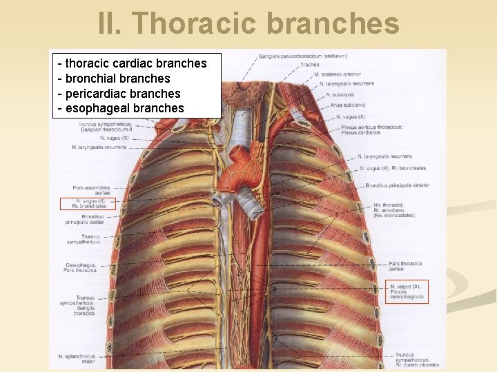 II. Thoracic branches - thoracic cardiac branches - bronchial branches - pericardiac branches -