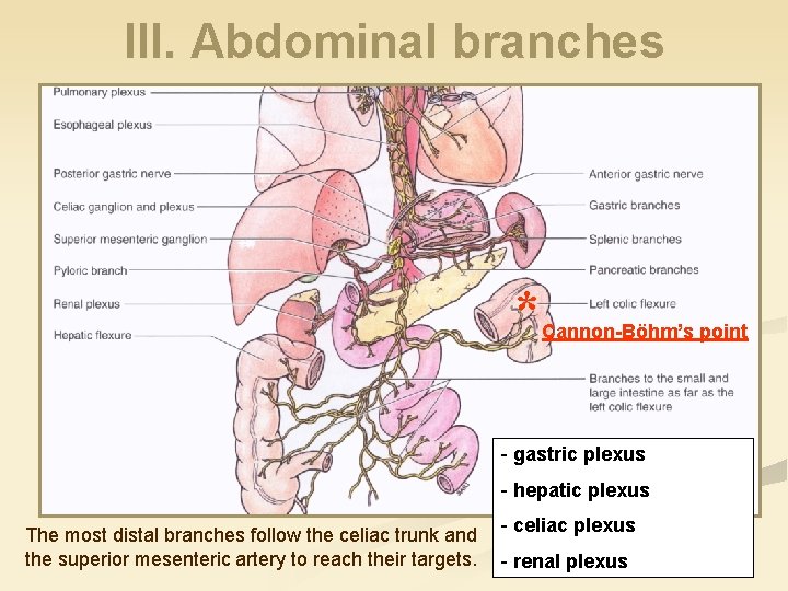 III. Abdominal branches * Cannon-Böhm’s point - gastric plexus - hepatic plexus The most