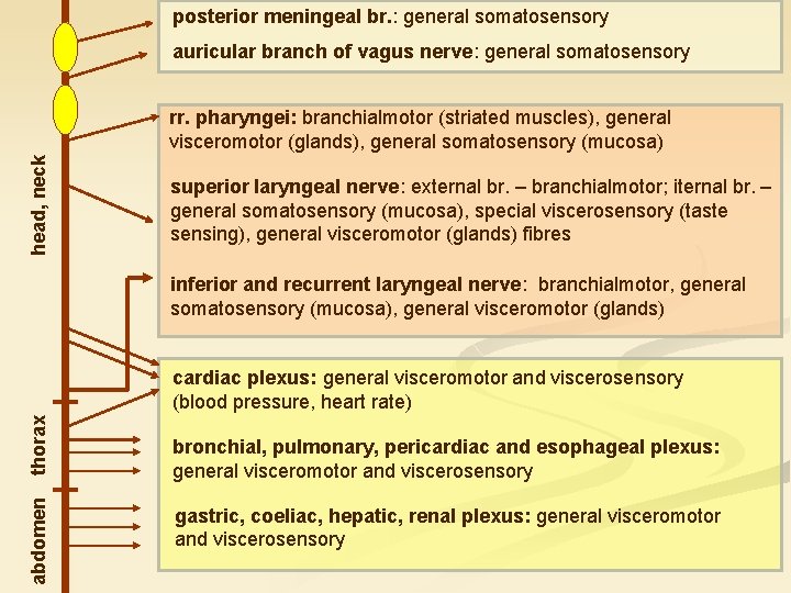 posterior meningeal br. : general somatosensory auricular branch of vagus nerve: general somatosensory head,