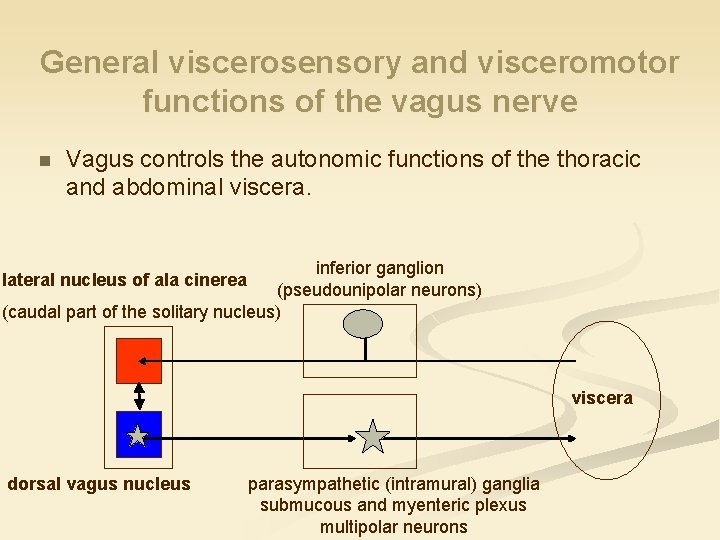 General viscerosensory and visceromotor functions of the vagus nerve n Vagus controls the autonomic