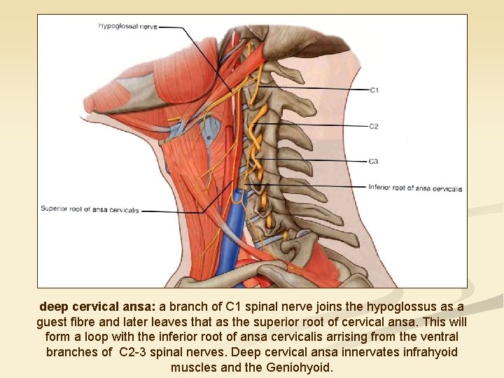 deep cervical ansa: a branch of C 1 spinal nerve joins the hypoglossus as