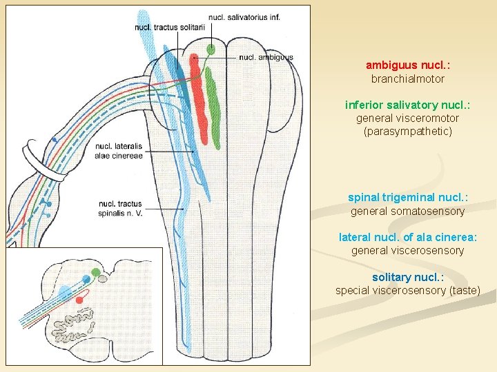 ambiguus nucl. : branchialmotor inferior salivatory nucl. : general visceromotor (parasympathetic) spinal trigeminal nucl.