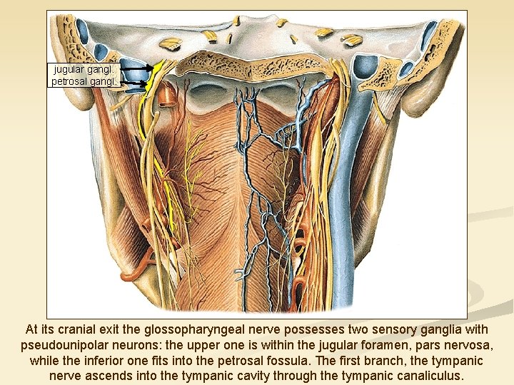 jugular gangl. petrosal gangl. At its cranial exit the glossopharyngeal nerve possesses two sensory