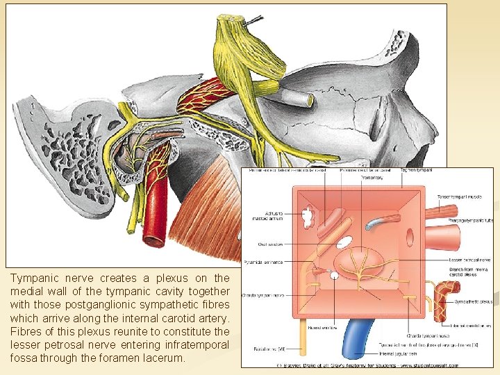 Tympanic nerve creates a plexus on the medial wall of the tympanic cavity together