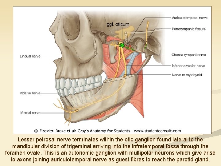 Lesser petrosal nerve terminates within the otic ganglion found lateral to the mandibular division