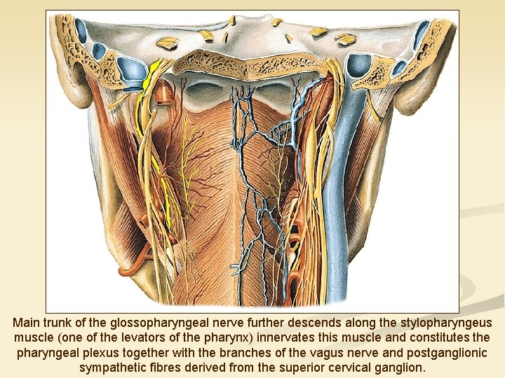 Main trunk of the glossopharyngeal nerve further descends along the stylopharyngeus muscle (one of