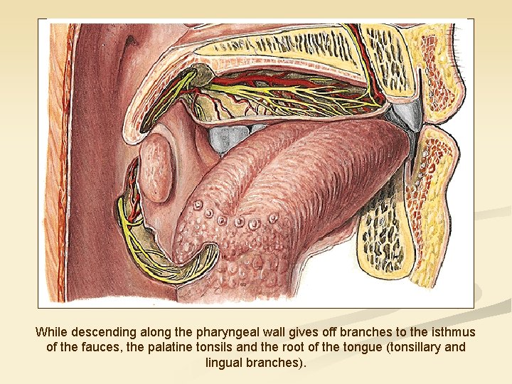 While descending along the pharyngeal wall gives off branches to the isthmus of the