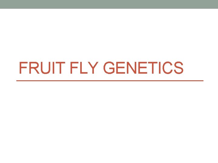 FRUIT FLY GENETICS 