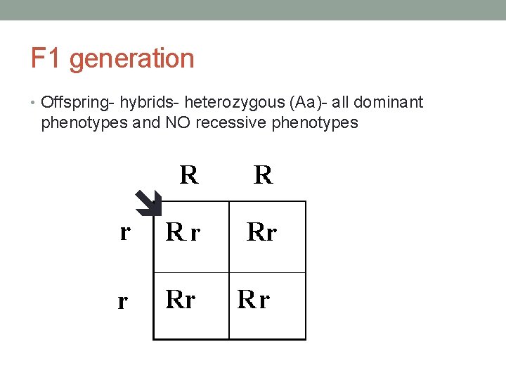 F 1 generation • Offspring- hybrids- heterozygous (Aa)- all dominant phenotypes and NO recessive