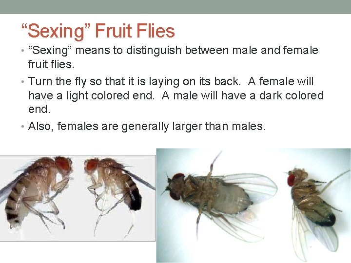 “Sexing” Fruit Flies • “Sexing” means to distinguish between male and female fruit flies.