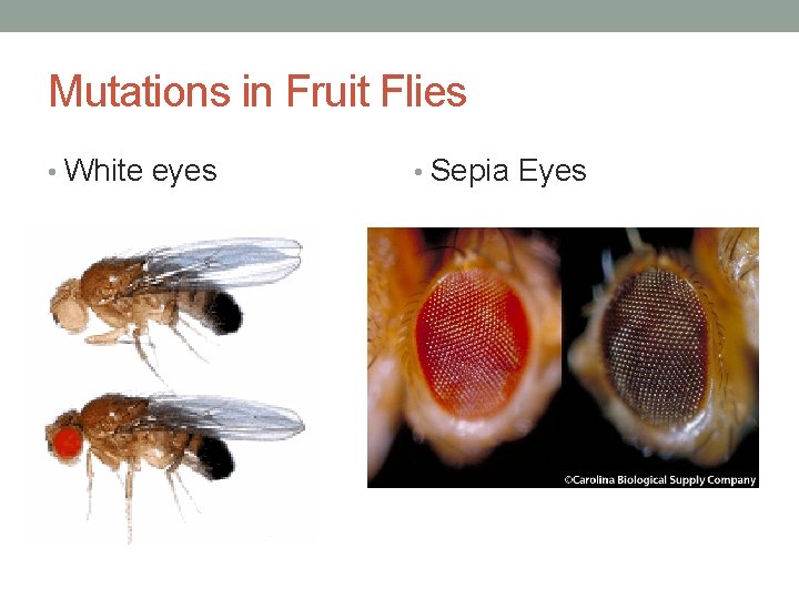 Mutations in Fruit Flies • White eyes • Sepia Eyes 