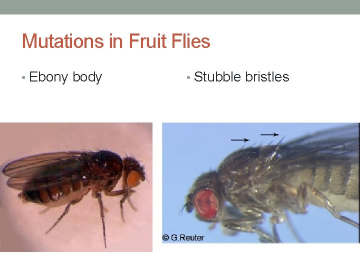 Mutations in Fruit Flies • Ebony body • Stubble bristles 