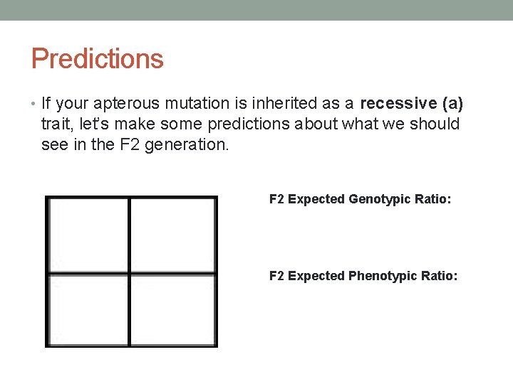 Predictions • If your apterous mutation is inherited as a recessive (a) trait, let’s