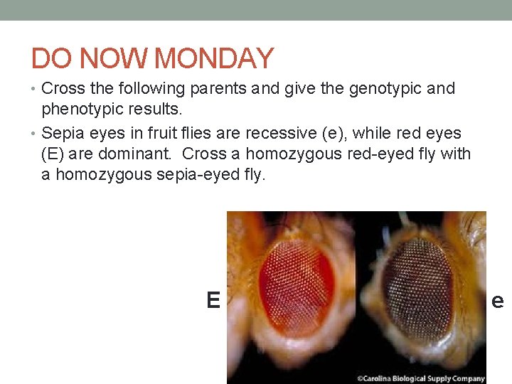 DO NOW MONDAY • Cross the following parents and give the genotypic and phenotypic