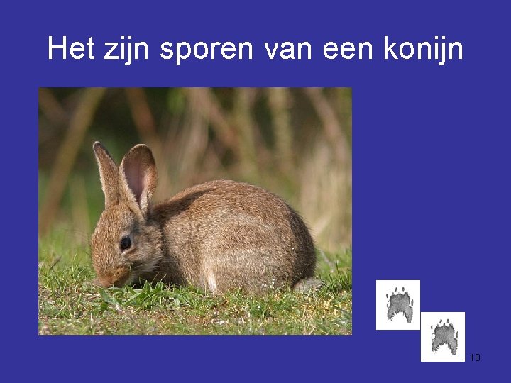 Het zijn sporen van een konijn 10 