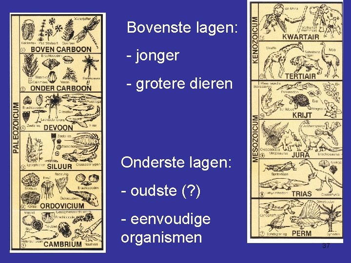 Bovenste lagen: - jonger - grotere dieren Onderste lagen: - oudste (? ) -