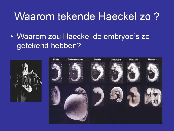 Waarom tekende Haeckel zo ? • Waarom zou Haeckel de embryoo’s zo getekend hebben?