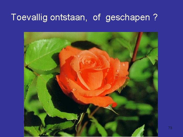 Toevallig ontstaan, of geschapen ? 73 