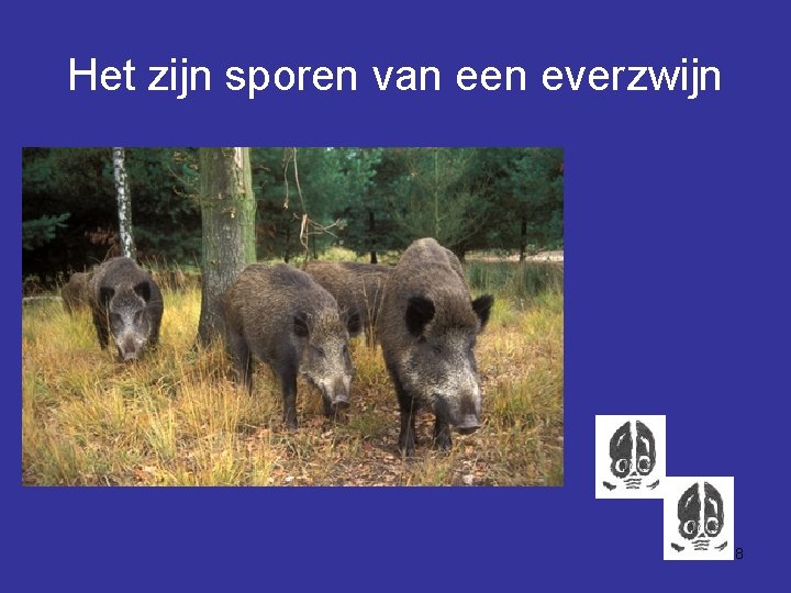 Het zijn sporen van een everzwijn 8 