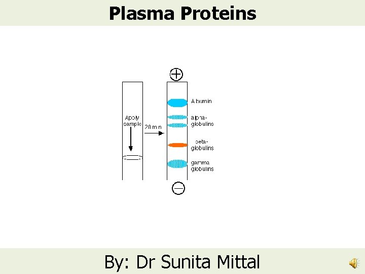 Plasma Proteins By: Dr Sunita Mittal 