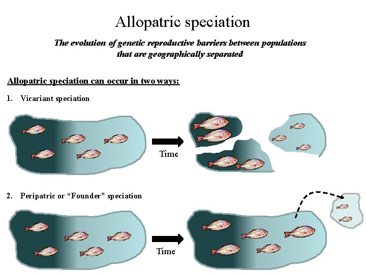 Allopatric speciation The evolution of genetic reproductive barriers between populations that are geographically separated