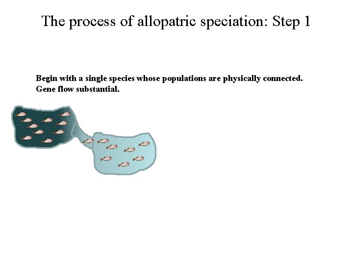 The process of allopatric speciation: Step 1 Begin with a single species whose populations