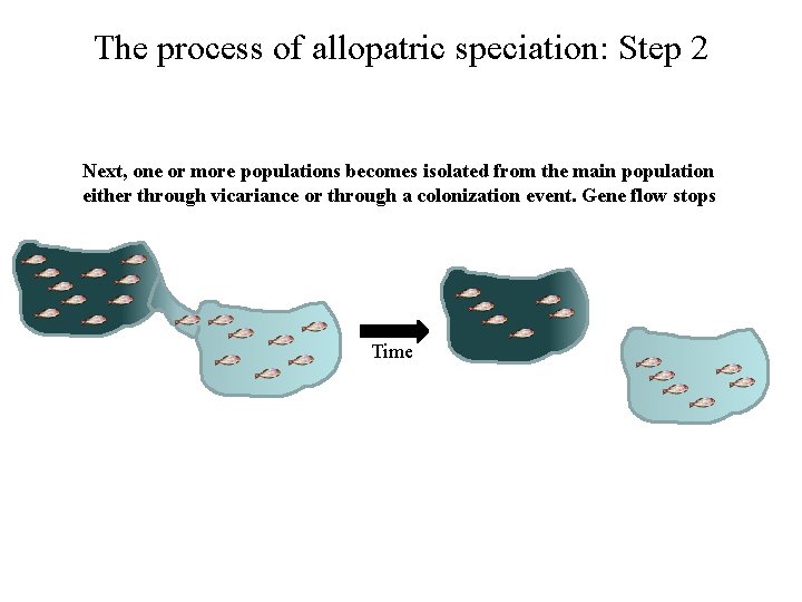 The process of allopatric speciation: Step 2 Next, one or more populations becomes isolated