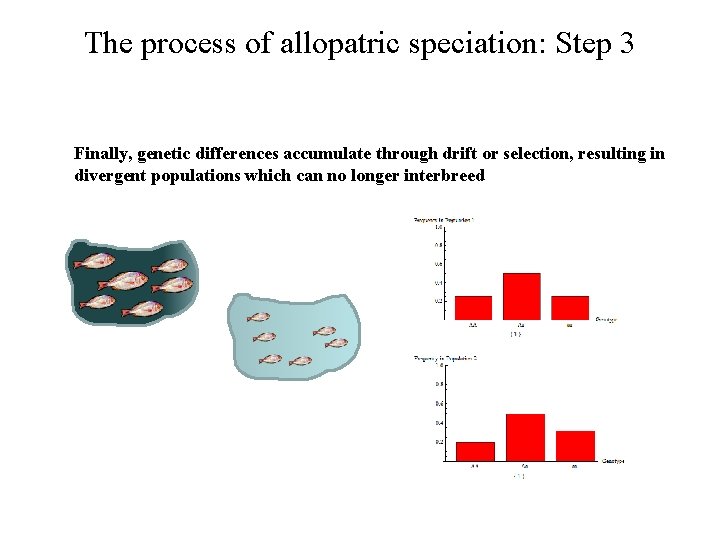 The process of allopatric speciation: Step 3 Finally, genetic differences accumulate through drift or