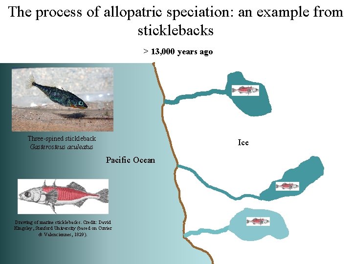 The process of allopatric speciation: an example from sticklebacks > 13, 000 years ago