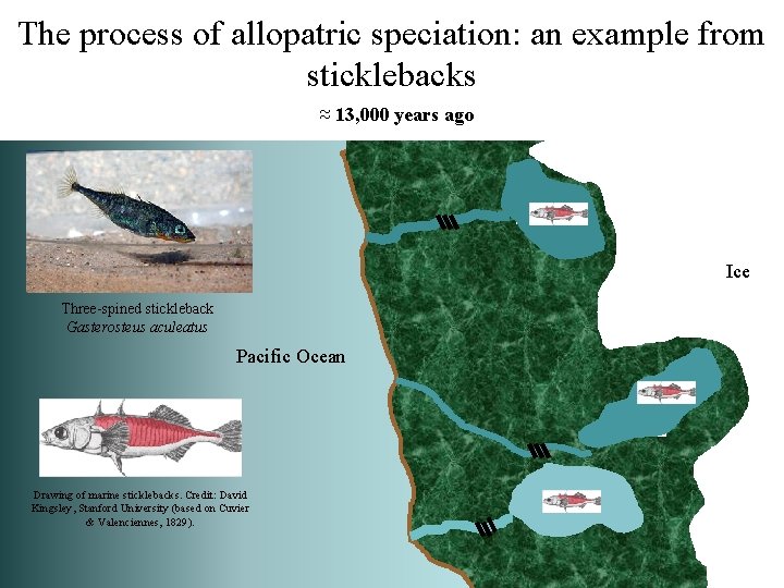 The process of allopatric speciation: an example from sticklebacks ≈ 13, 000 years ago