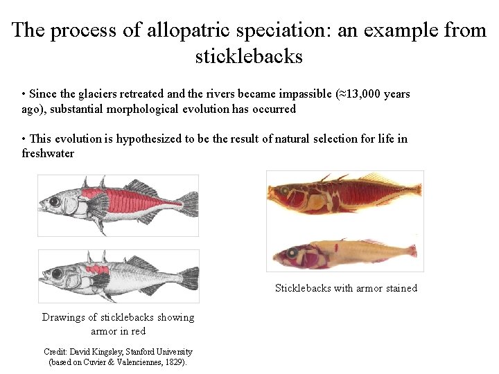 The process of allopatric speciation: an example from sticklebacks • Since the glaciers retreated